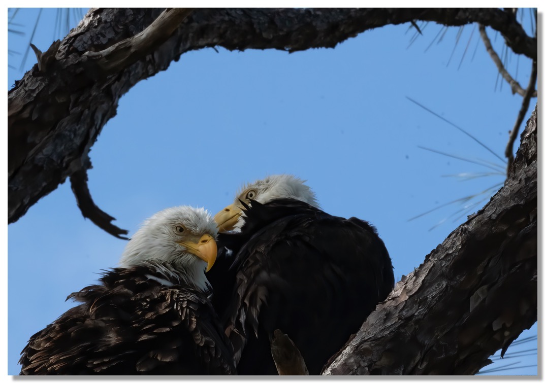 DSC_7226-DeNoiseAI-clear