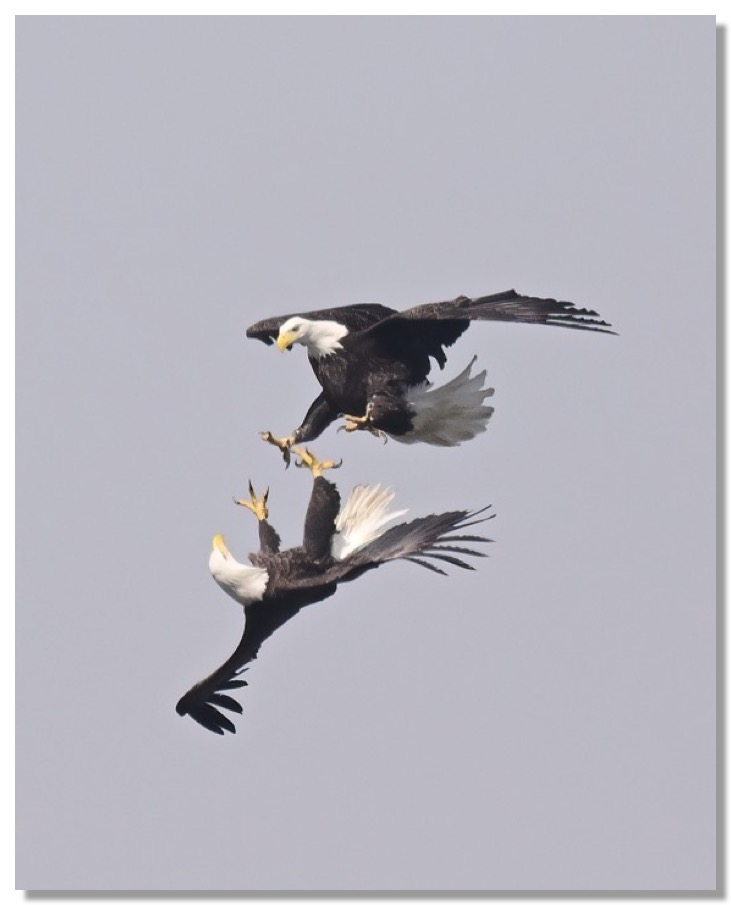 DSC_0588-DeNoiseAI-clear (1)-1