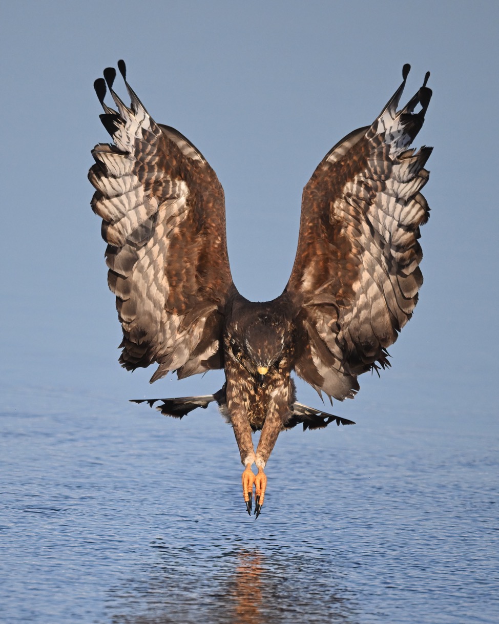 DSC_6275-DeNoiseAI-clear