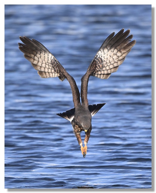 DSC_0556-DeNoiseAI-clear