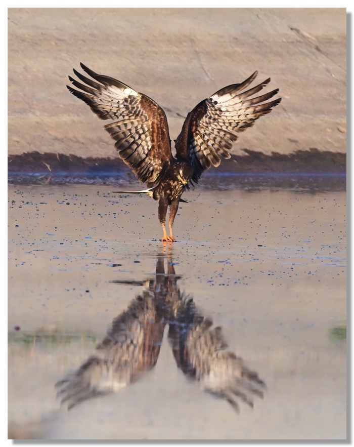 DSC_1913-DeNoiseAI-clear