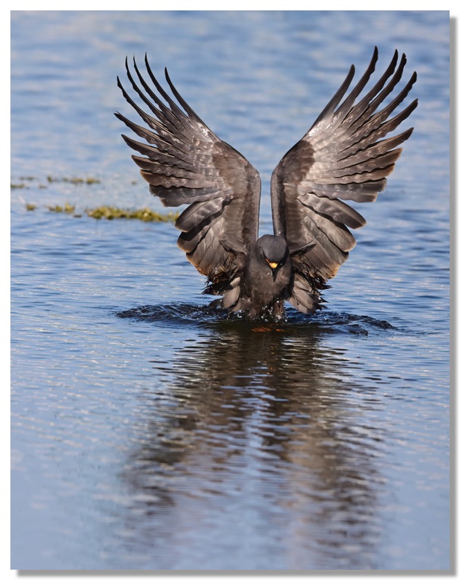 DSC_4474-DeNoiseAI-clear