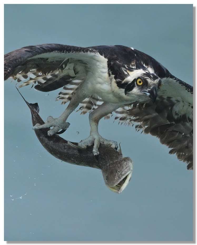 DSC_1530-DeNoiseAI-clear