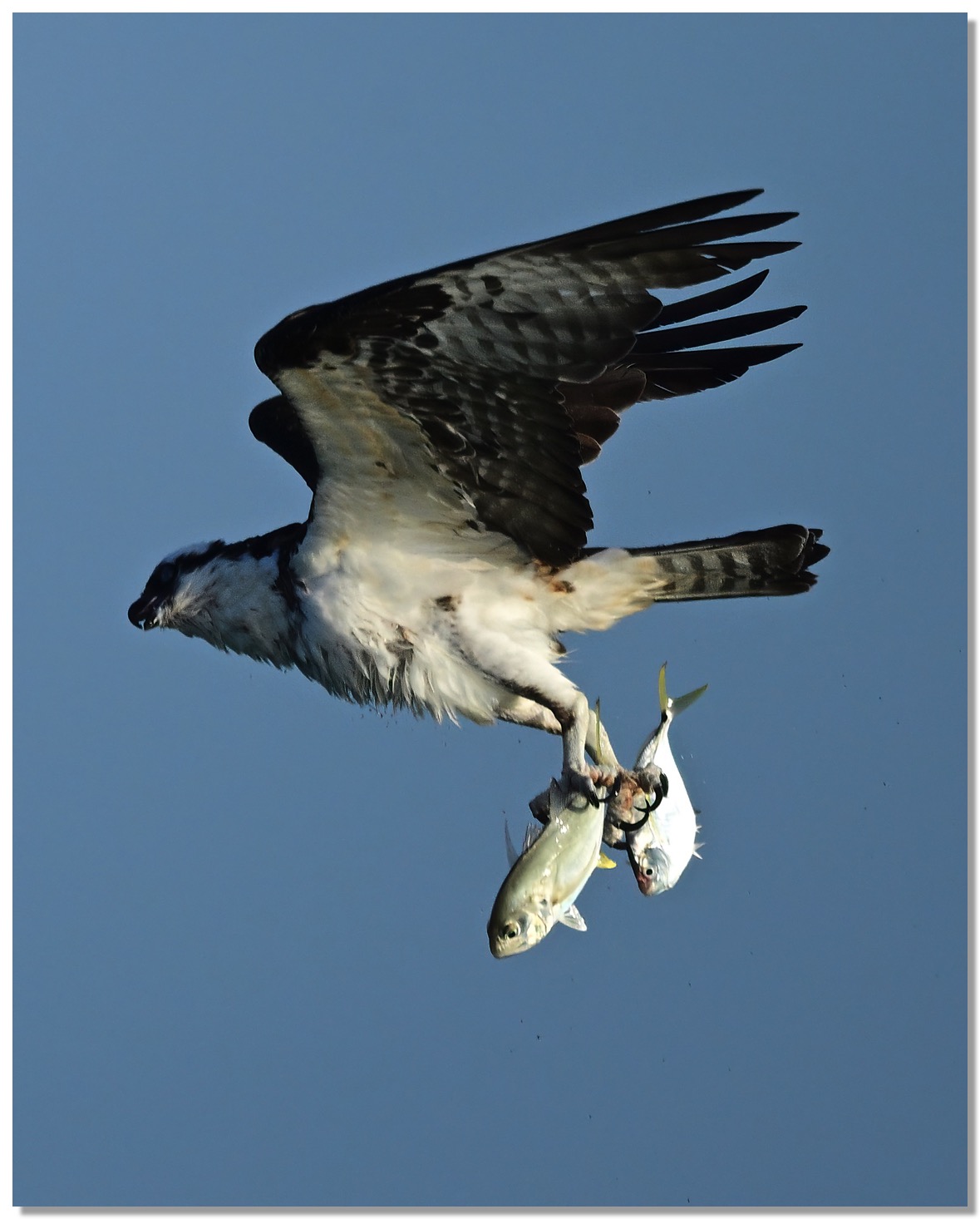 DSC_4634-DeNoiseAI-clear-2