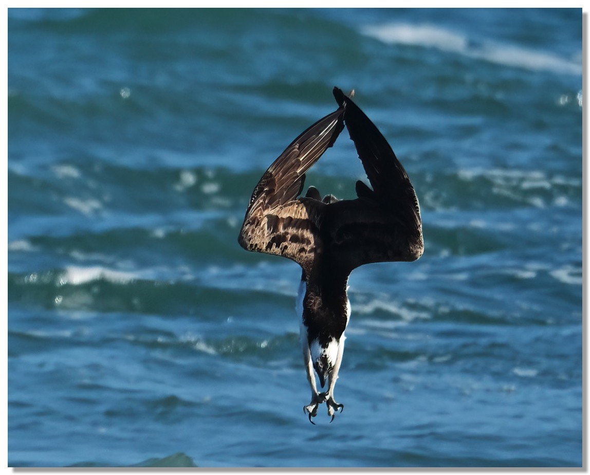 DSC_8520_01-DeNoiseAI-clear