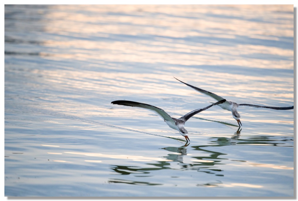 DSC_2939-DeNoiseAI-clear