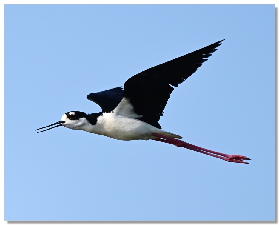 DSC_4910-DeNoiseAI-clear