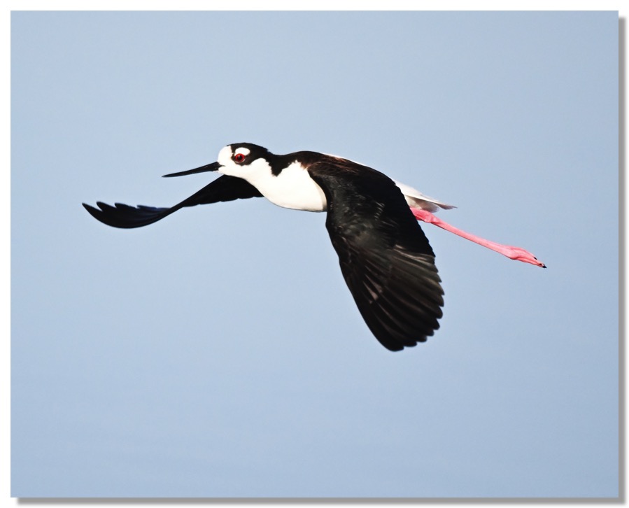 DSC_6723-DeNoiseAI-clear