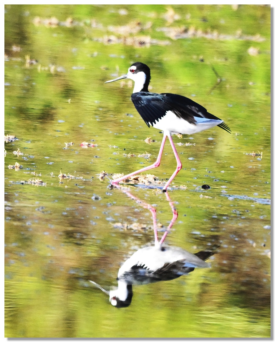 DSC_6758-DeNoiseAI-clear