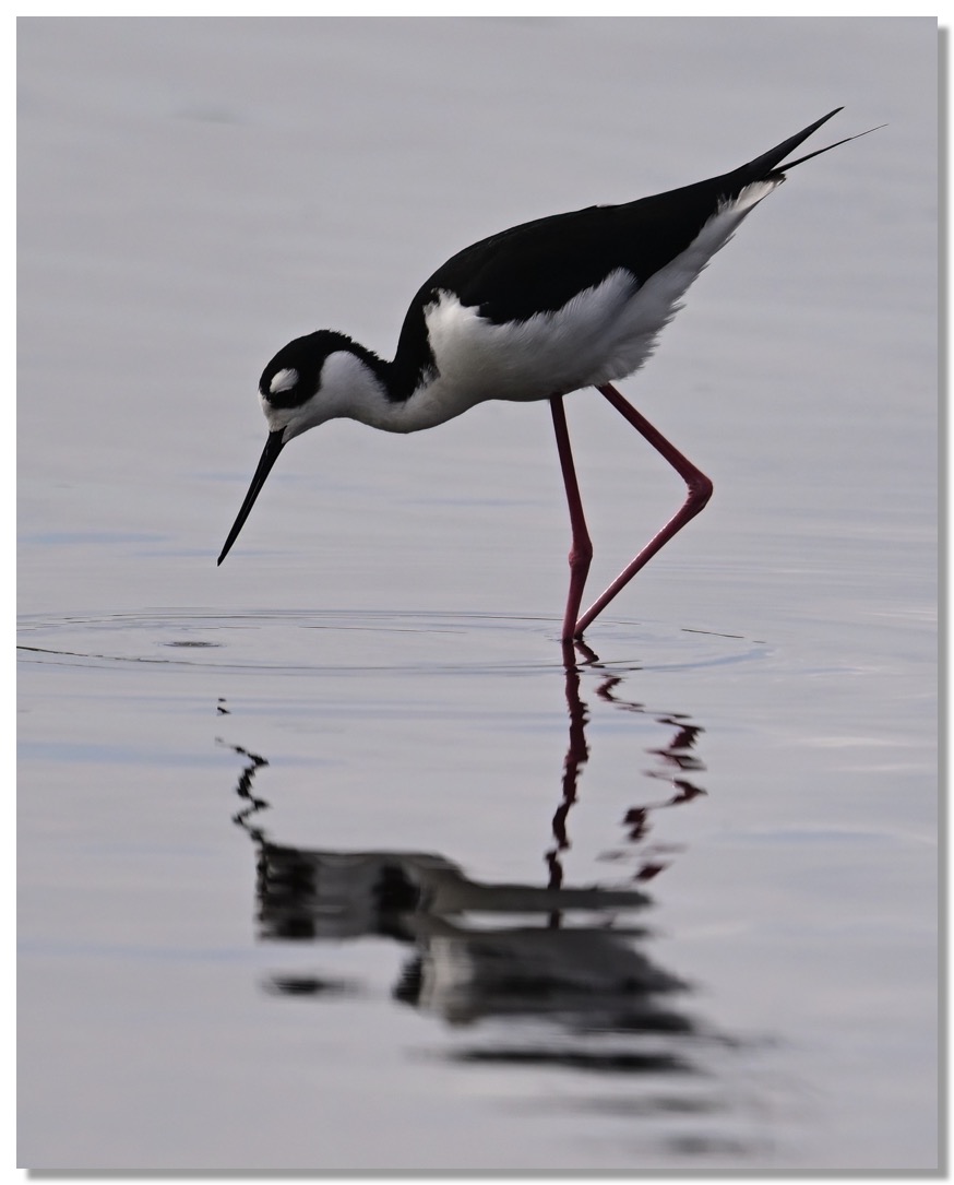 DSC_8669-DeNoiseAI-low-light