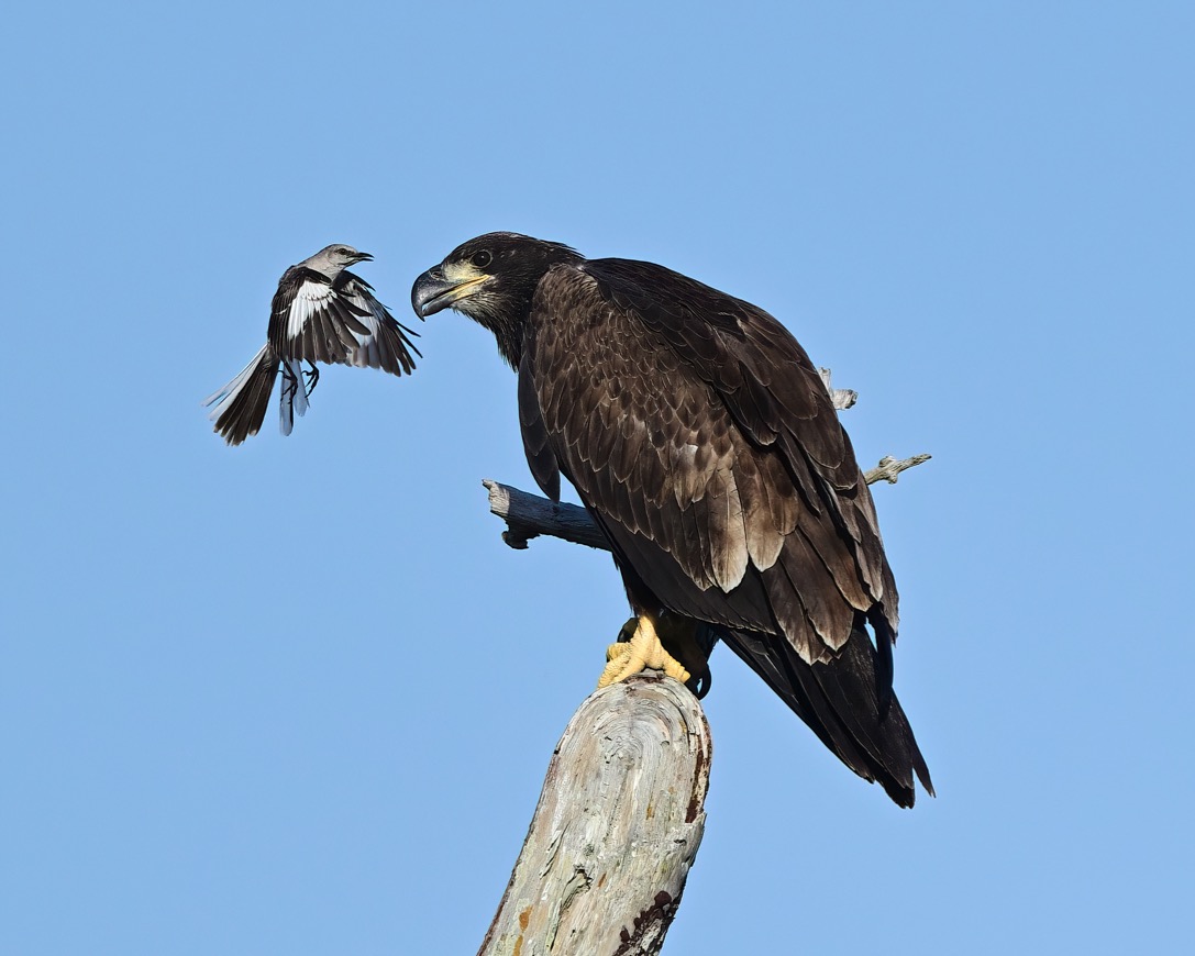 DSC_1443-DeNoiseAI-clear