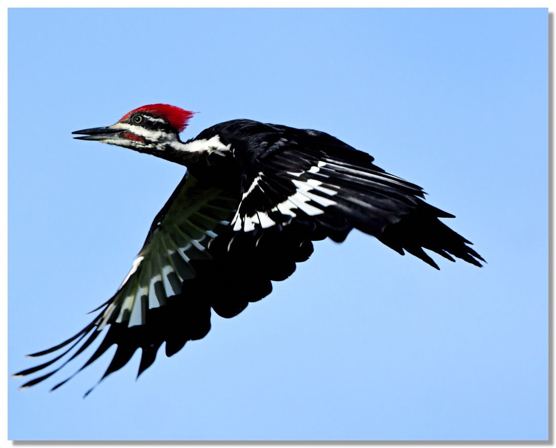 DSC_2329-DeNoiseAI-clear