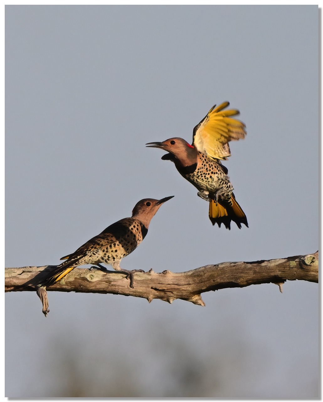 DSC_7906-DeNoiseAI-clear