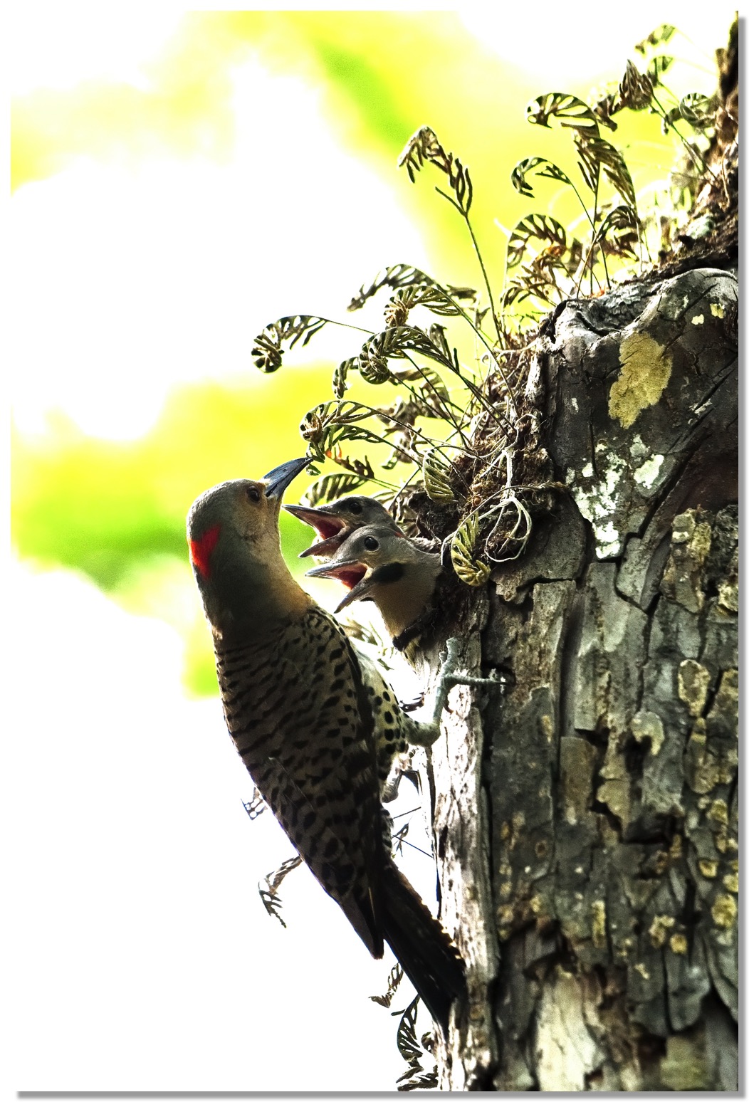 DSC_8629-4-DeNoiseAI-clear-1